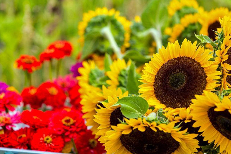 Amenities The Outpost at Mountainside Village